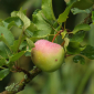 Ein Apfel am Baum