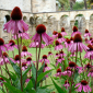 Bl&uuml;hender Echinacea im Bibelgarten